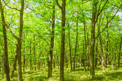 新緑のミズナラの林 © taiyosun