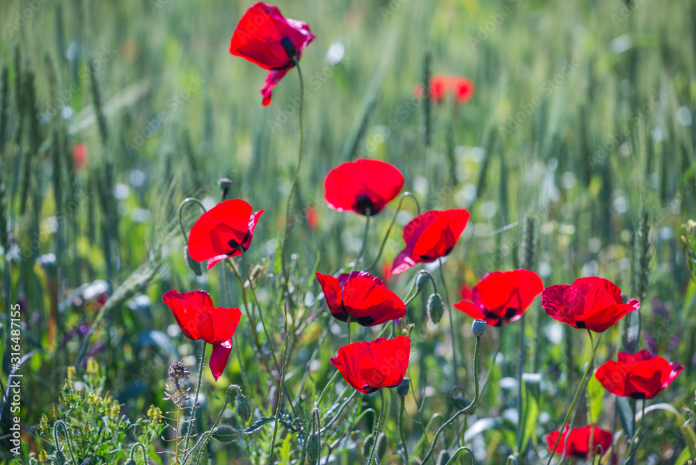 Obraz premium flowers