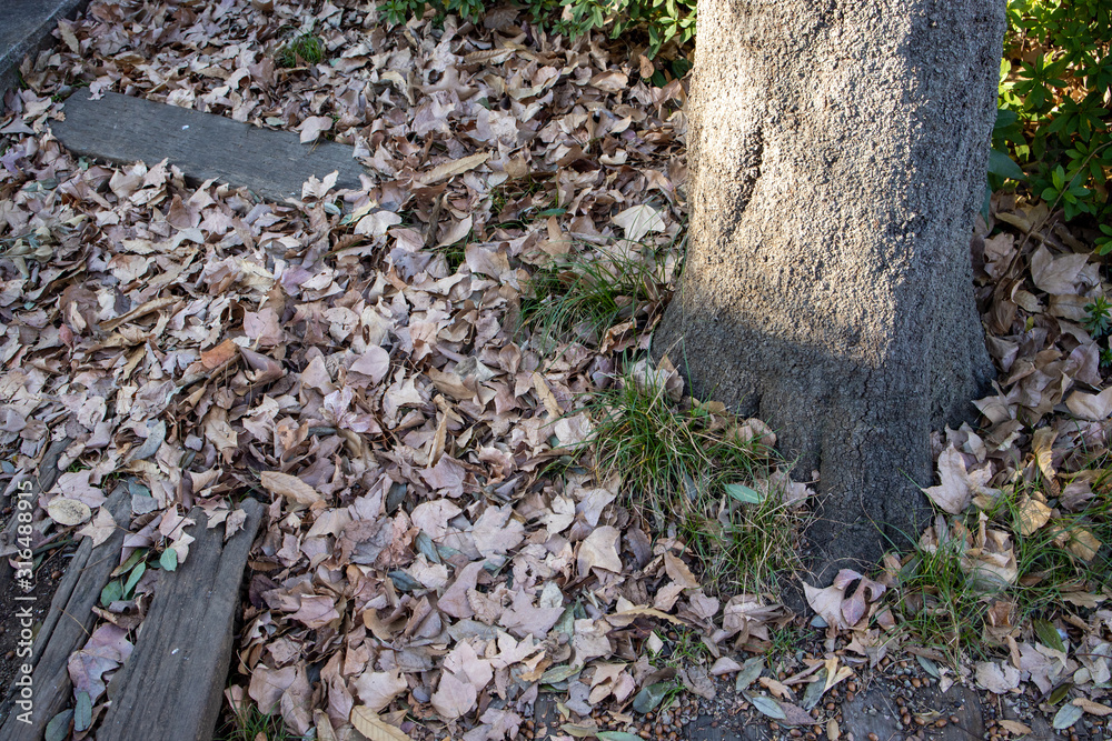 Fototapeta premium 落ち葉 ヨコ