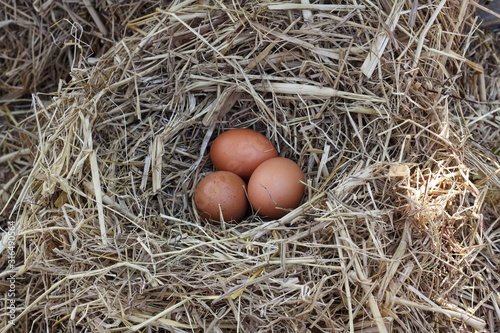 3 chicken eggs placed in a nest that is a straw