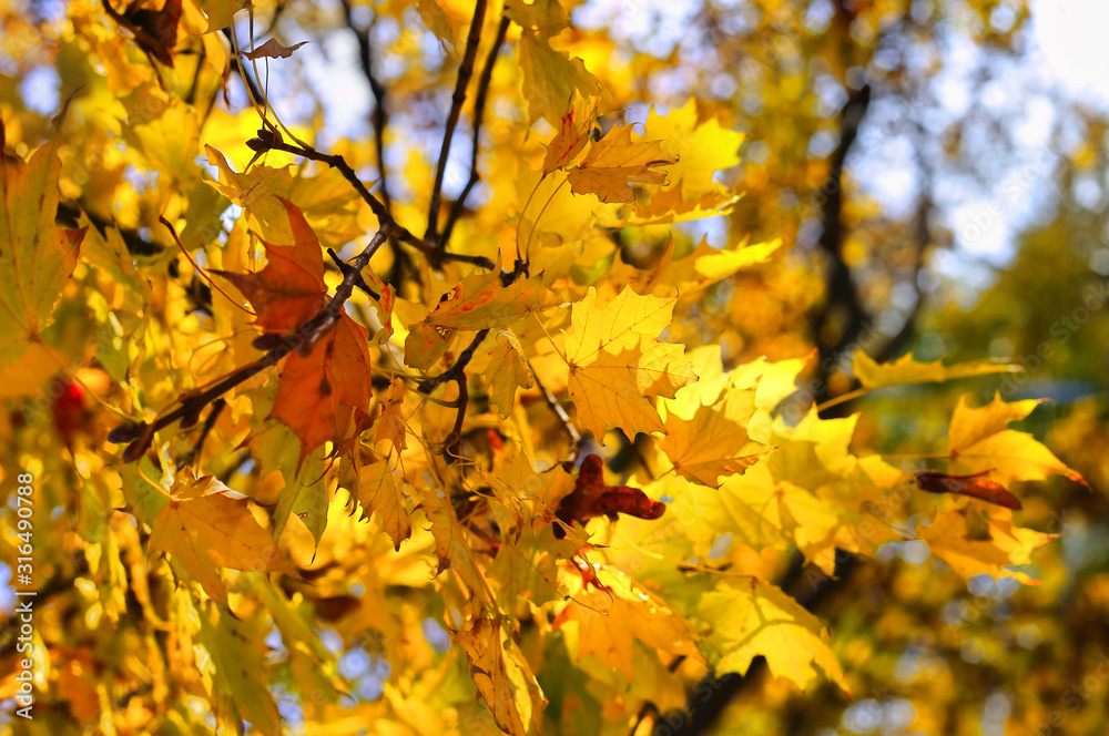 Beautiful autumn branch of maple tree Beautiful autumn branch of maple tree
