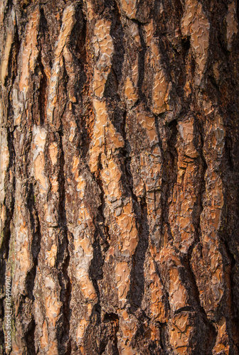 Brown tree bark closeup for background