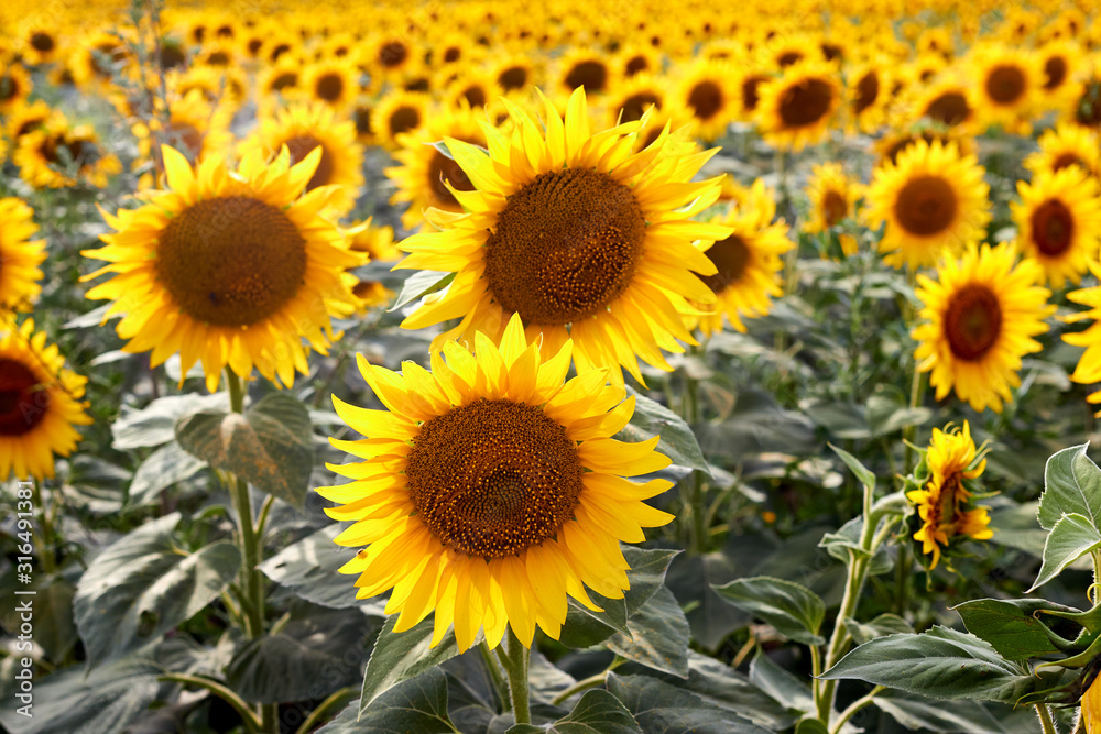 Sunflowers field at summer sunny day