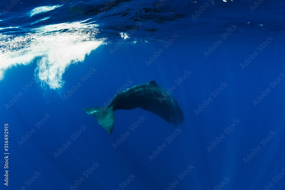 Sperm whale swim in Indian ocean, near Mauritius.