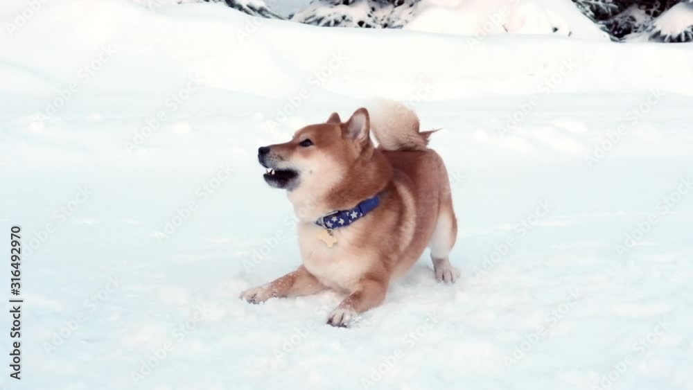 Slow motion of cute funny Shiba Inu dog running through high snow in winter forest or park Slow motion of cute funny Shiba Inu dog running through high snow in winter forest or park