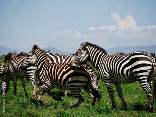 zebras in serengeti