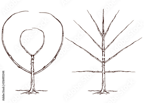Growing and pruning espalier fruit tree, vintage line drawing or engraving illustration.