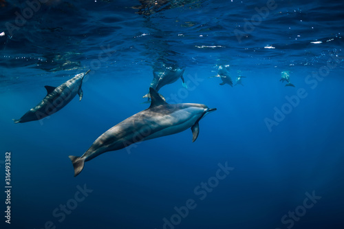 Dolphins family swimming in Indian ocean at Mauritius