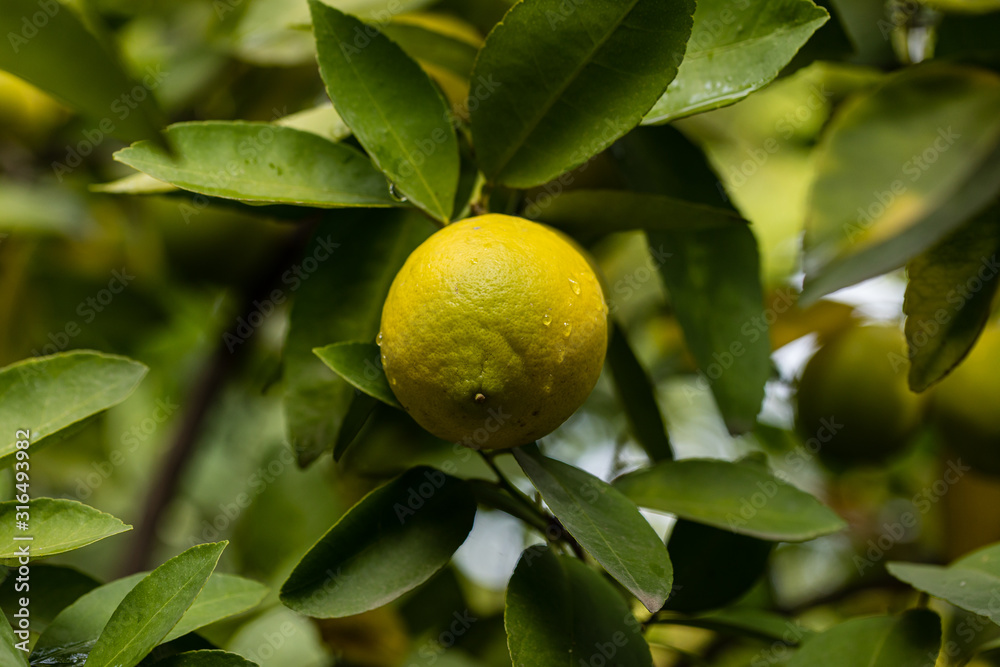 Lime, citrus on the tree branch