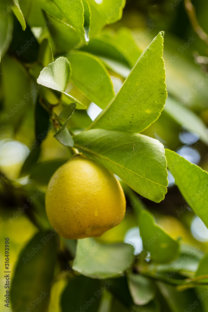 Lime, citrus on the tree branch