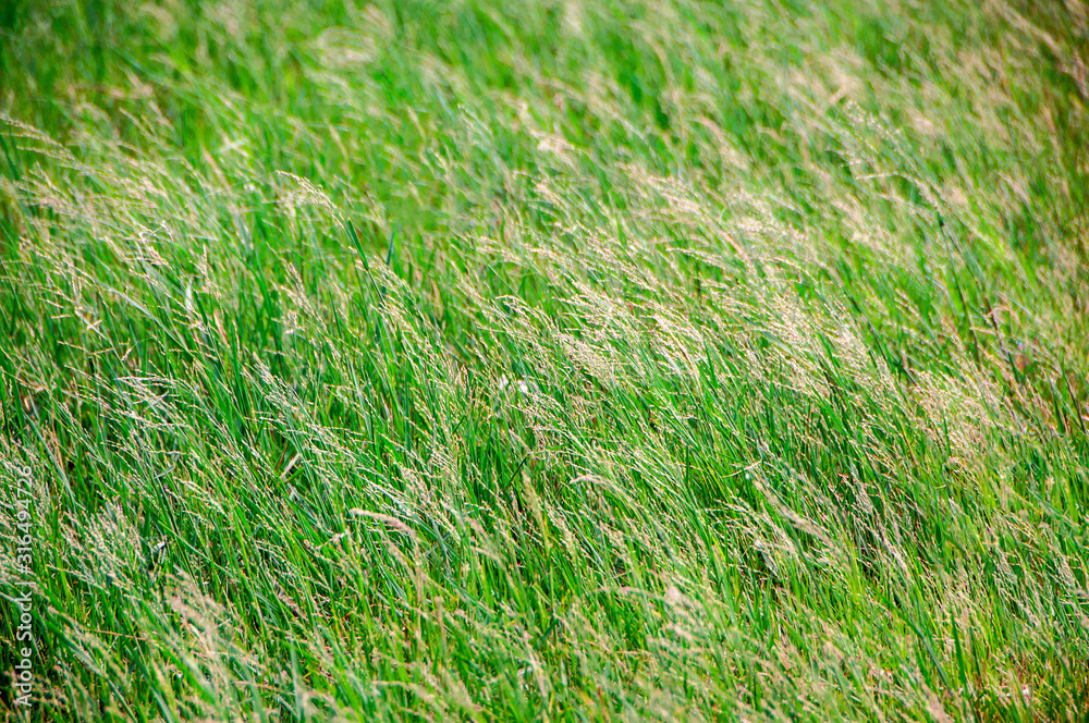 Field of grass or meadow background Field of grass or meadow background
