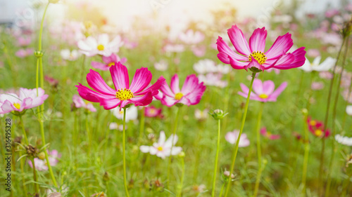  cosmos flower .flowers cosmos field of nature background 