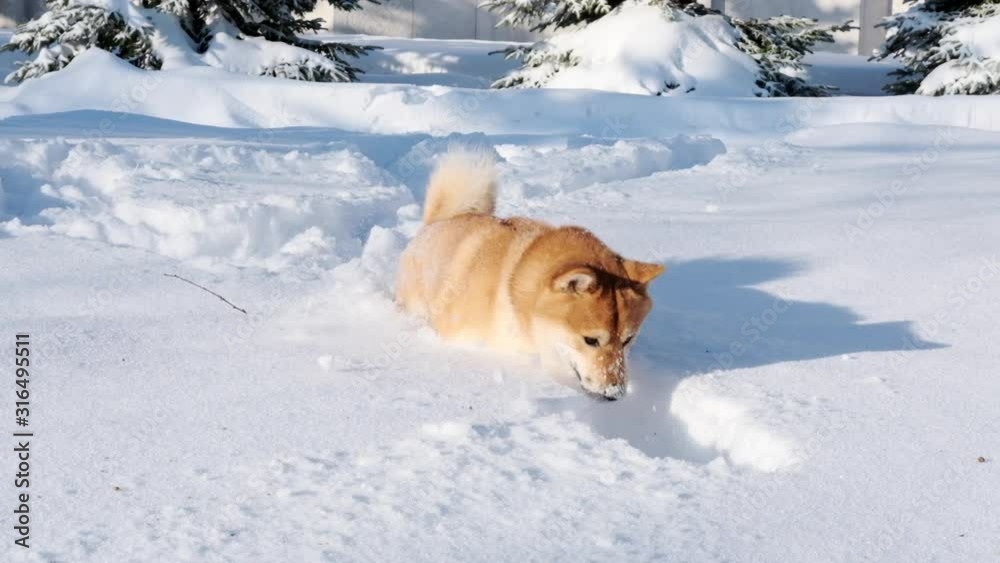 Slow motion of cute funny Shiba Inu dog running through high snow in winter forest or park Slow motion of cute funny Shiba Inu dog running through high snow in winter forest or park