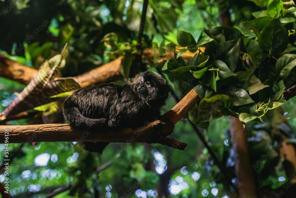 A picture of Goeldi's Monkey in the aquarium. Vancouver Aquarium BC Canada A picture of Goeldi's Monkey in the aquarium. Vancouver Aquarium BC Canada