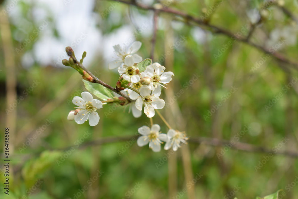 white flowers of cherry