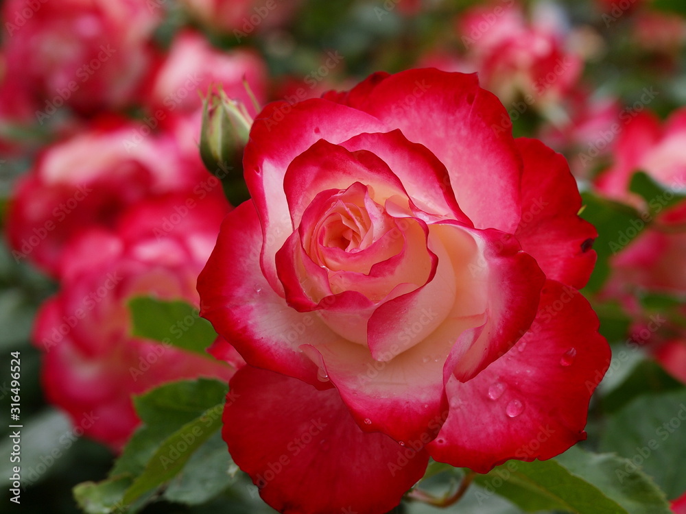 水滴を纏った赤い薔薇 Stock Photo Adobe Stock