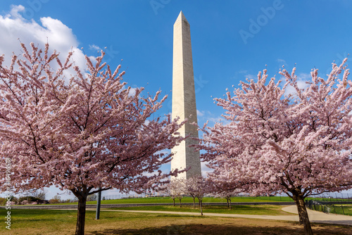 Fotobehang Panoramic view of Washington Monument with Blue Sky, Cherry Blossoms trees in Fo