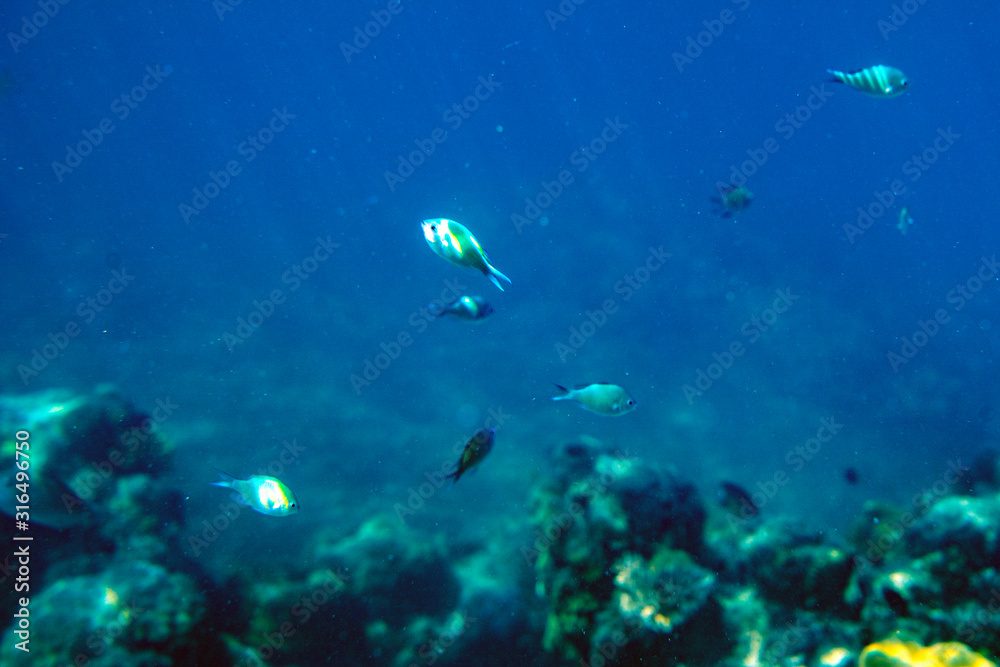 Unterwasseraufnahmen: Fische, Korallen Unterwasseraufnahmen: Fische, Korallen