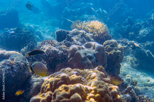 Fototapeta Naklejka Na Ścianę i Meble -  Unterwasseraufnahmen: Fische, Korallen