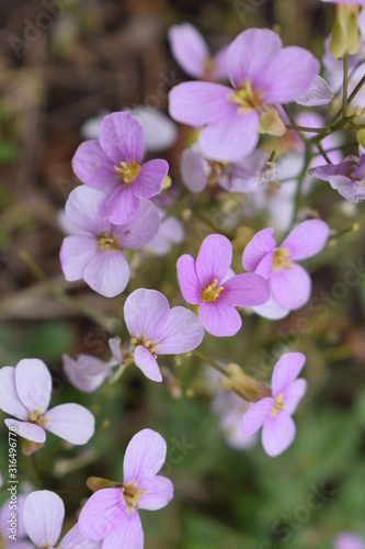 pink flowers in the garden