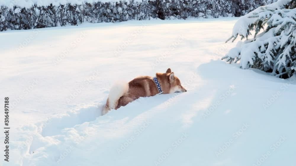 Slow motion of cute funny Shiba Inu dog running through high snow in winter forest or park Slow motion of cute funny Shiba Inu dog running through high snow in winter forest or park