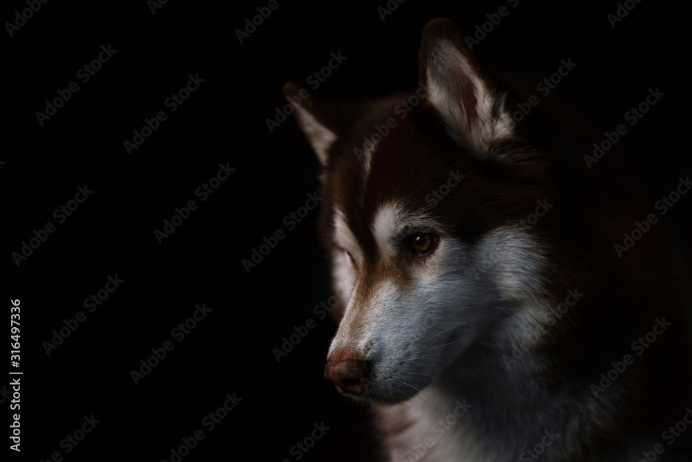 Husky portrait of a wolf's head on a black background