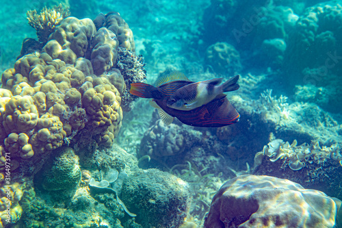 Unterwasseraufnahmen: Triggerfish