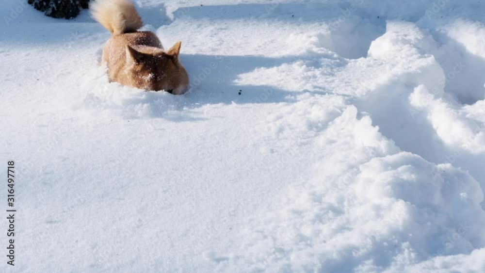 Cute funny red Shiba Inu dog running and playing outdoors in snow at the winter day
