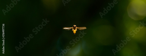 marmalade hoverfly in flight front view on dark background photo