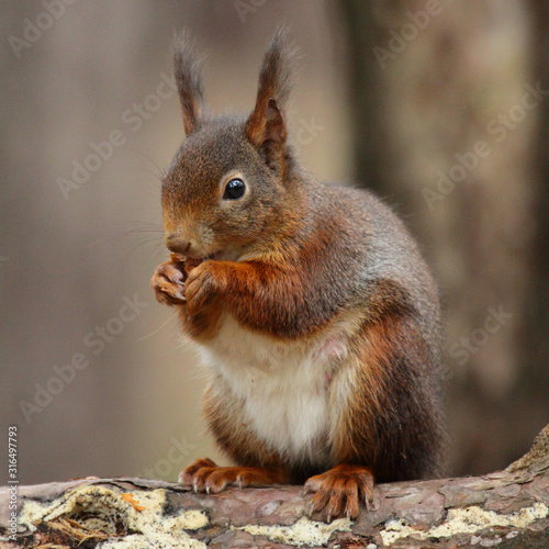 red squirrel eating a nut  Formby  England