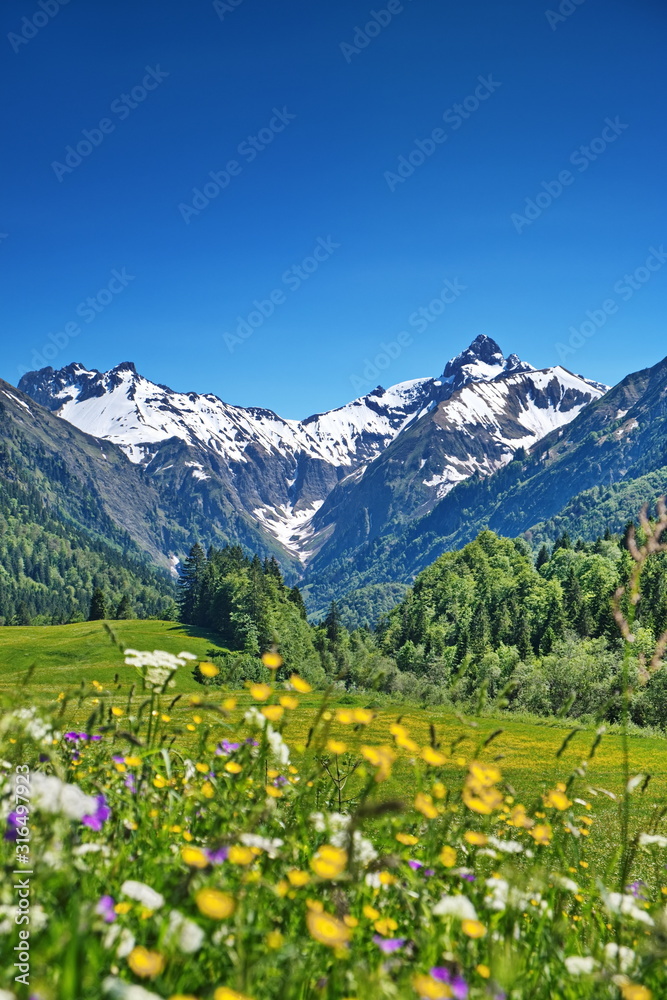 Alpen, Blumenwiese in den Bergen mit Schnee auf Gipfel