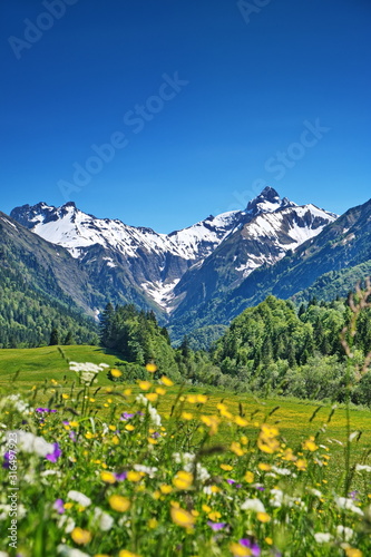 Alpen, Blumenwiese in den Bergen mit Schnee auf Gipfel © Andreas P