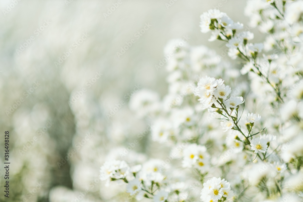 Closeup image of a beautiful Cutter flower field Closeup image of a beautiful Cutter flower field