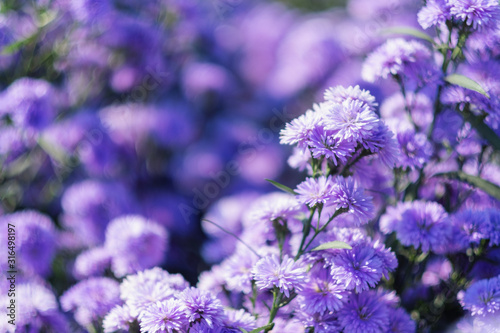 Closeup image of a beautiful purple Margaret flower field