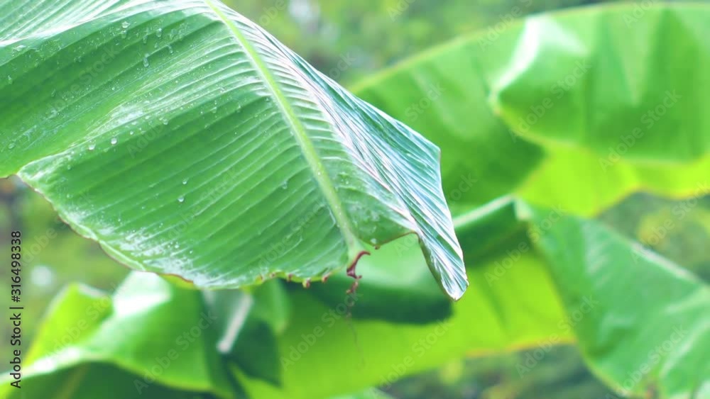 rain falling on a banana tree leaf.