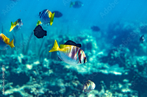 Underwater Marine Life: Fish, Clams, Corals, Divers