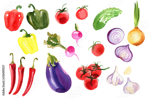 A colored sketch of vegetables. Paprika, chilli pepper, radish, eggplant, tomatoes, onion, cucumber, garlic painted with watercolor on a white background. Food picture