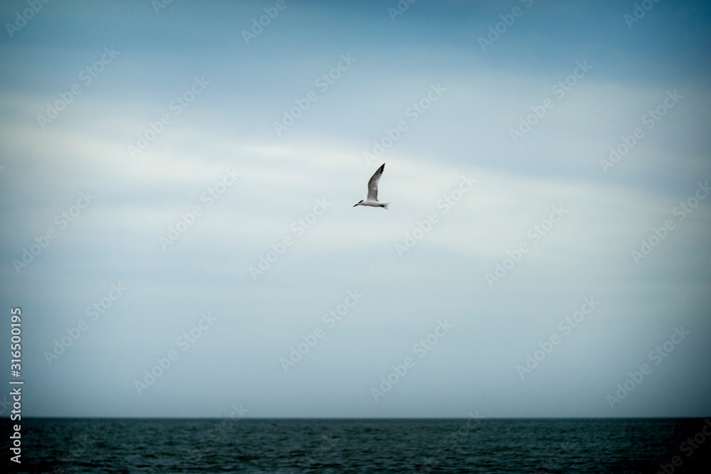 Seagull is flying over the ocean