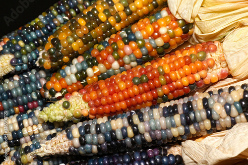 Colourful food, Glas Gem Corn on the cob harvest, Rainbow Corn husks