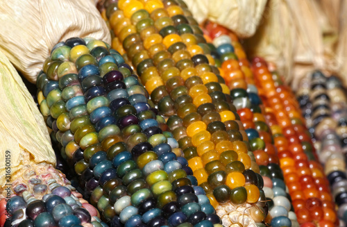 Colourful food, Glas Gem Corn on the cob harvest, Rainbow Corn husks photo