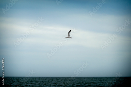 Seagull is flying over the ocean