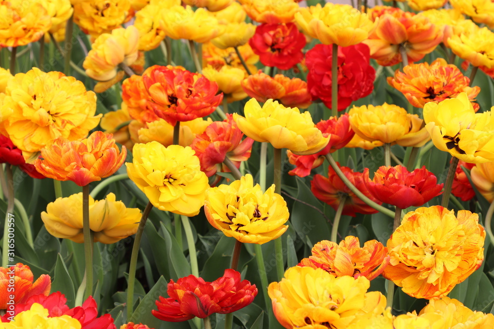 bright red yellow varietal tulips, spring