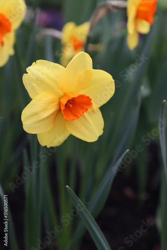 yellow daffodil, first spring flowers