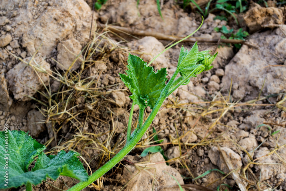 Organic Pumpkin Planting, Pumpkin Leaves. Organic Pumpkin Planting, Pumpkin Leaves.