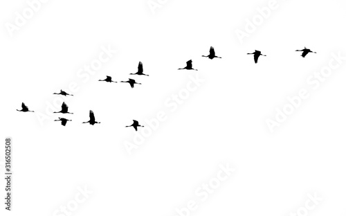 13 crane / 13 Kraniche © Fritz