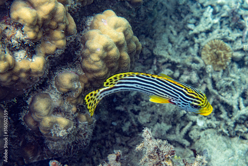 Fototapeta Naklejka Na Ścianę i Meble -  Unterwasseraufnahmen: Fische, Korallen