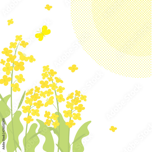 Vector canola flowers background illustration on white
