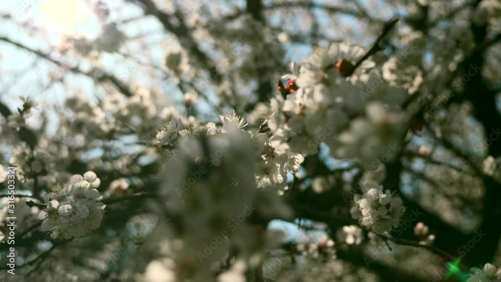 Tree Blossom White Flowers Green Grass. City Park Urban Green Space. Spring Time Bright Day Blue Sky Tree Blossom White Flowers Green Grass. City Park Urban Green Space. Spring Time Bright Day Blue Sky