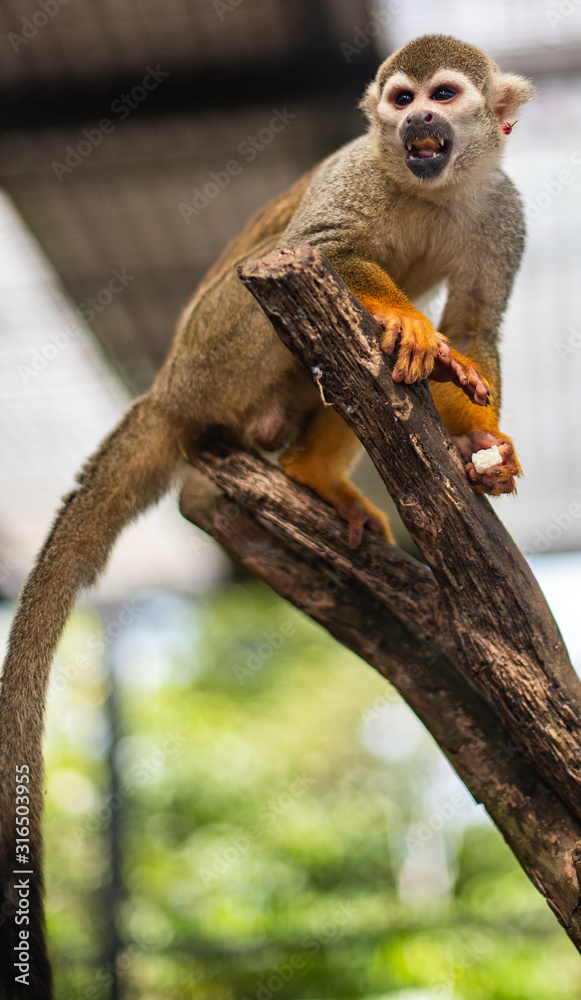 Obraz premium monkey