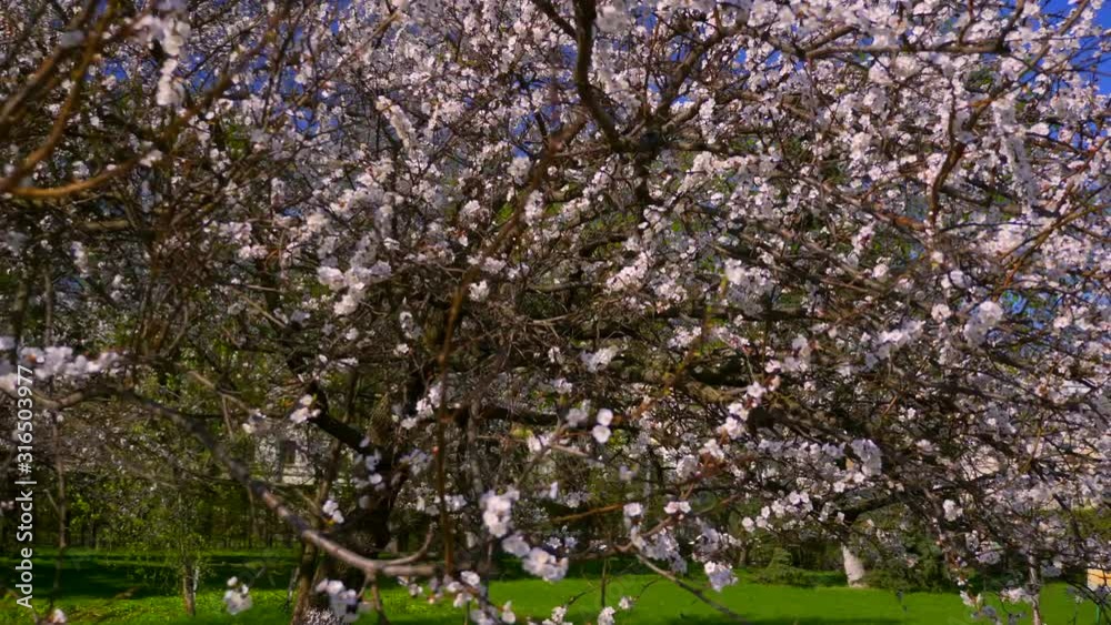 Tree Blossom White Flowers Green Grass. City Park Urban Green Space. Spring Time Bright Day Blue Sky Tree Blossom White Flowers Green Grass. City Park Urban Green Space. Spring Time Bright Day Blue Sky